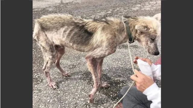 Imagem ilustrativa da notícia Homem tenta matar cachorro de fome para se vingar de ex-mulher