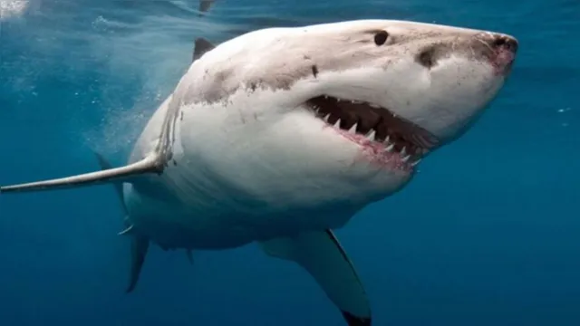 Imagem ilustrativa da notícia Produção de vacinas contra a covid-19 pode matar meio milhão de tubarões