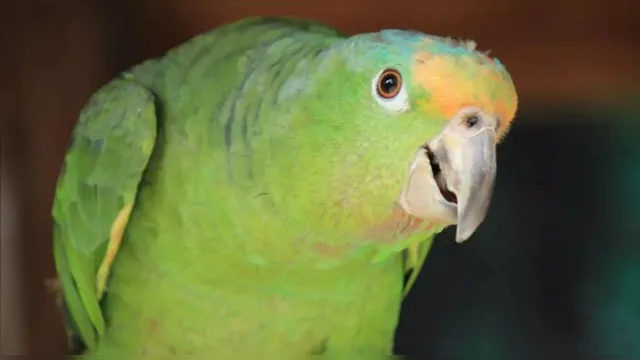 Imagem ilustrativa da notícia Papagaios ensinam palavrões a outras aves e ficam de 'castigo'