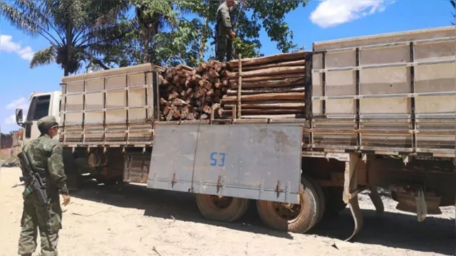 Imagem ilustrativa da notícia Fiscalizações diminuem em 38% o desmatamento no Pará no mês de julho