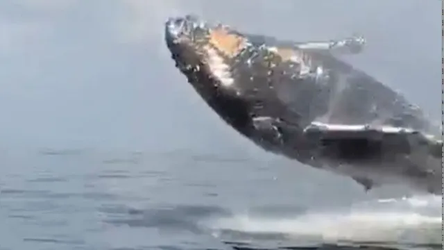 Imagem ilustrativa da notícia Mulher é esmagada por duas baleias-jubarte; veja o vídeo