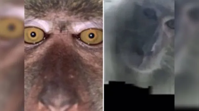 Imagem ilustrativa da notícia Estudante recupera celular 'furtado' e encontra selfies de macaco no aparelho
