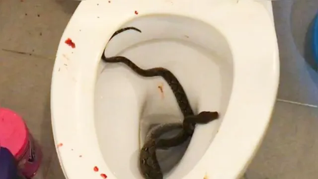 Imagem ilustrativa da notícia Jovem é picado no pênis por cobra enquanto usava vaso sanitário