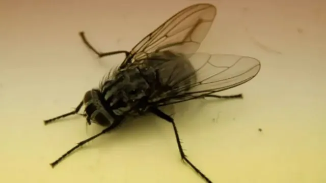 Imagem ilustrativa da notícia Idoso explode a cozinha ao tentar matar mosca durante o jantar
