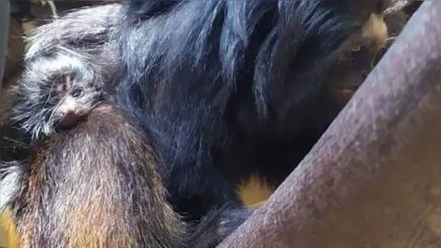 Imagem ilustrativa da notícia Zoológico comemora nascimento de dois micos-leões-pretos no Brasil