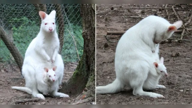 Imagem ilustrativa da notícia Raro canguru albino é supostamente roubado de zoológico