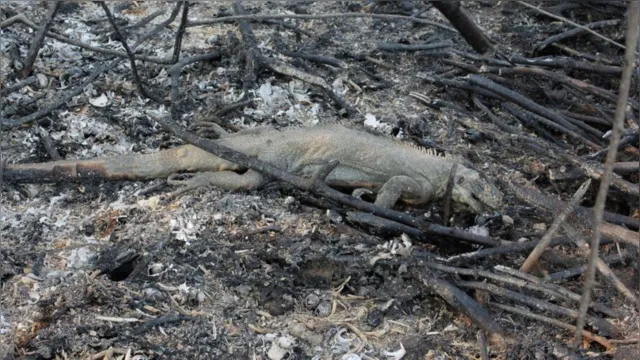 Imagem ilustrativa da notícia Queimados, sem comida ou casa: animais do Pantanal sofrem com fogo