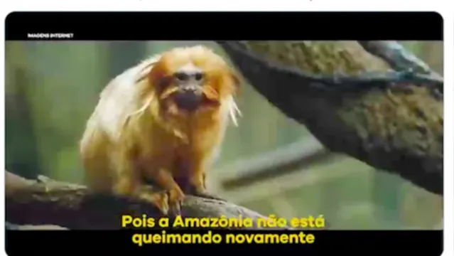Imagem ilustrativa da notícia Salles
e Mourão usam vídeo com espécie da Mata Atlântica para negar degradação da
Amazônia