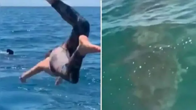 Imagem ilustrativa da notícia Homem confunde tubarão com espécie inofensiva e nada com animal, veja o vídeo