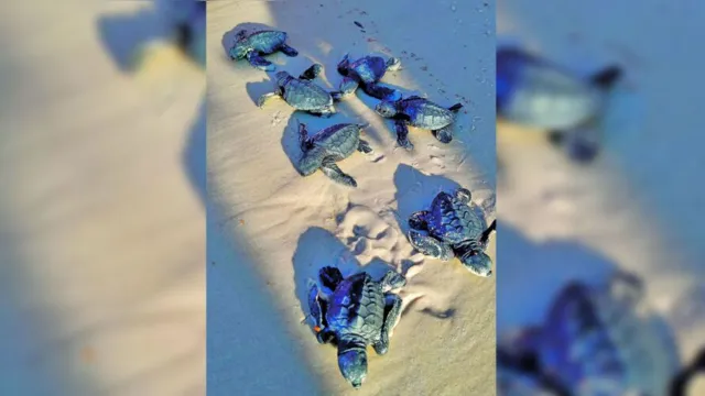 Imagem ilustrativa da notícia Tartarugas são soltas após identificação em praia de Algodoal 