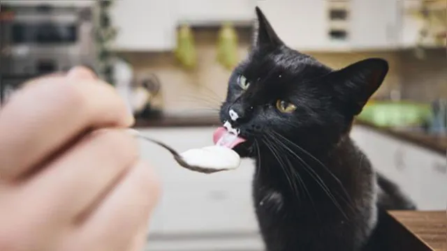 Imagem ilustrativa da notícia Veja os "alimentos humanos" que um gato pode comer