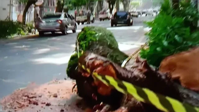 Imagem ilustrativa da notícia Trânsito é parcialmente liberado na avenida Nazaré após queda
de árvore