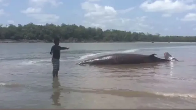 Imagem ilustrativa da notícia Pescador encontra baleia encalhada em praia em município paraense, veja!