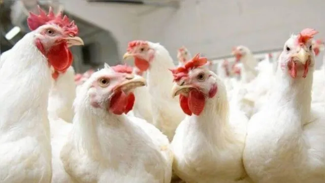 Imagem ilustrativa da notícia China diz que frango do Brasil está contaminado com Covid-19