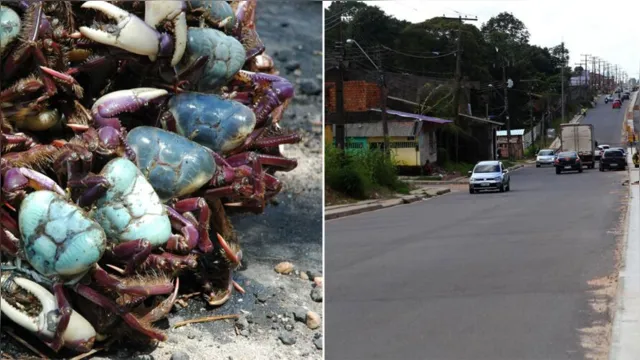 Imagem ilustrativa da notícia Queda na morte de caranguejos e obras na Rodovia do Tapanã são destaques de Mauro Bonna