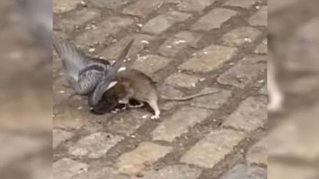 Imagem ilustrativa da notícia Rato e pombo 'brigam' no meio da rua; assista!