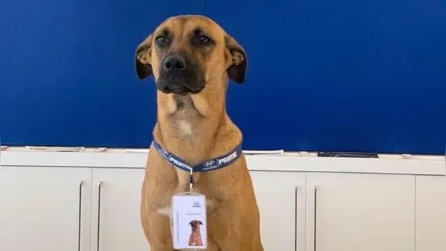Imagem ilustrativa da notícia Cachorro é adotado por funcionários e vira atração em concessionária
