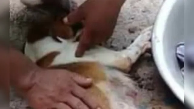 Imagem ilustrativa da notícia Homem mata cachorra com facada na genitália no interior do Pará