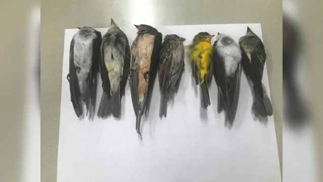 Imagem ilustrativa da notícia Pássaros caem do céu nos EUA e mistério intrigam cientistas