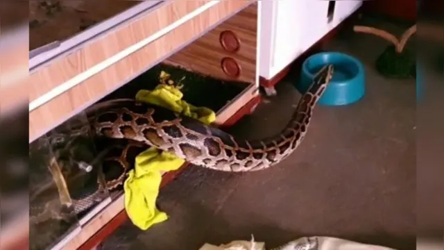 Imagem ilustrativa da notícia Anaconda de oito metros é encontrada em Águas Lindas; veja o vídeo!