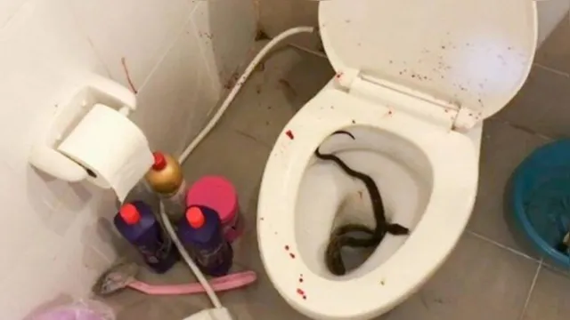 Imagem ilustrativa da notícia Jovem tem o pênis picado por uma cobra em vaso sanitário