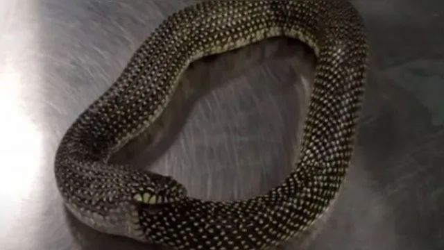 Imagem ilustrativa da notícia Vídeo impressionante: cobra tenta comer o próprio rabo. Assista!