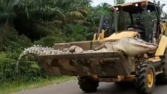 Imagem ilustrativa da notícia Crocodilo gigante é morto após aterrorizar vilarejo por 50 anos