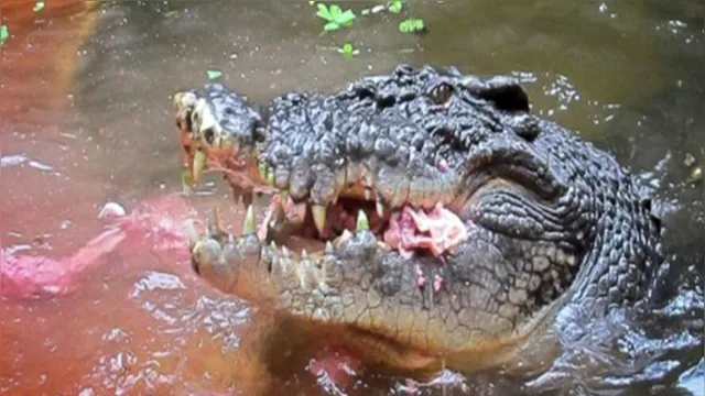 Imagem ilustrativa da notícia Jovem é devorado por crocodilo ao entrar em rio durante ritual