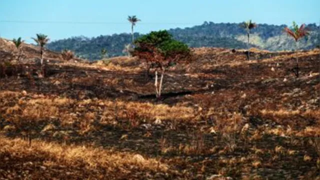 Imagem ilustrativa da notícia Pará diminui em 60% o desmatamento em áreas estaduais em agosto