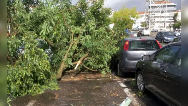 Imagem ilustrativa da notícia 'Mini tornado' derruba árvores e destrói carros em Beja; veja o vídeo!