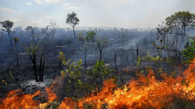 Imagem ilustrativa da notícia "Dia do fogo" gerou poucas multas e preocupação é que
queimadas intensas se repitam