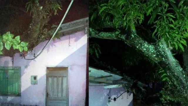 Imagem ilustrativa da notícia Árvore ameaça desabar sobre residência e família se desespera em Icoaraci