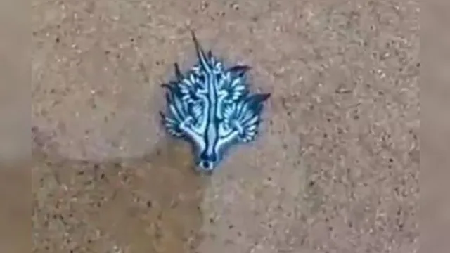 Imagem ilustrativa da notícia Alerta no mar: 'Dragão azul' é encontrado em praia brasileira