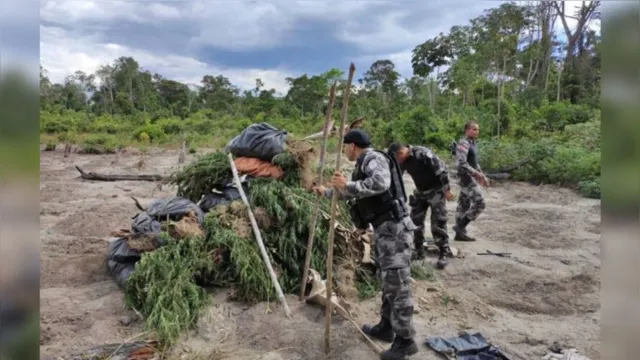 Imagem ilustrativa da notícia Polícia prende traficantes e apreende armas e maconha no Pará