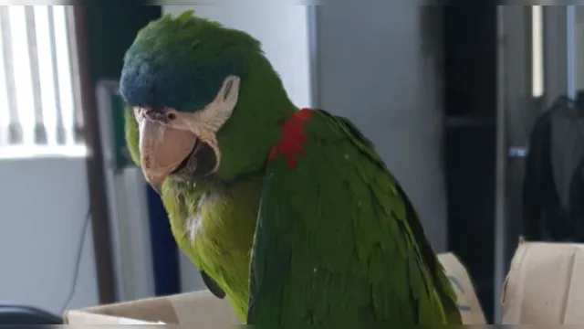 Imagem ilustrativa da notícia Papagaio leva choque e é reanimado com massagem cardíaca; veja o vídeo