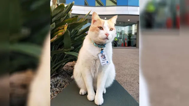 Imagem ilustrativa da notícia Gato visitante é contratado por hospital australiano