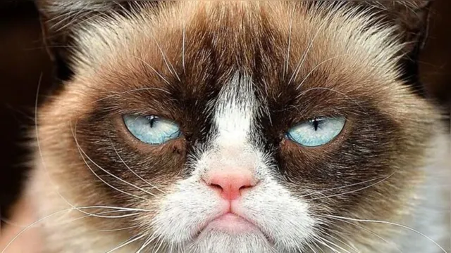 Imagem ilustrativa da notícia Seu gato pode estar irritado com você na quarentena. Saiba como acalmá-lo!