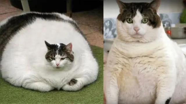 Imagem ilustrativa da notícia Castração deixa o gato gordo? Veja dicas de como cuidar de felinos obesos