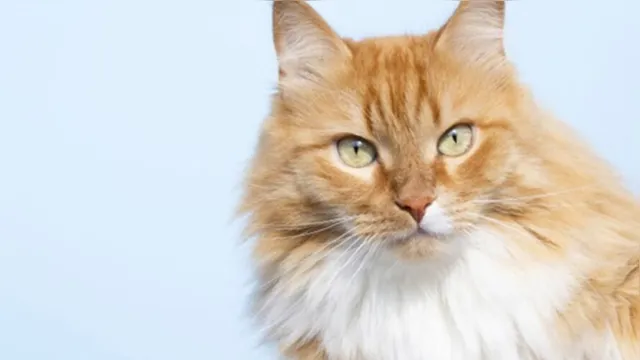 Imagem ilustrativa da notícia Descubra que tipo de dono de gato você é entre cinco existentes