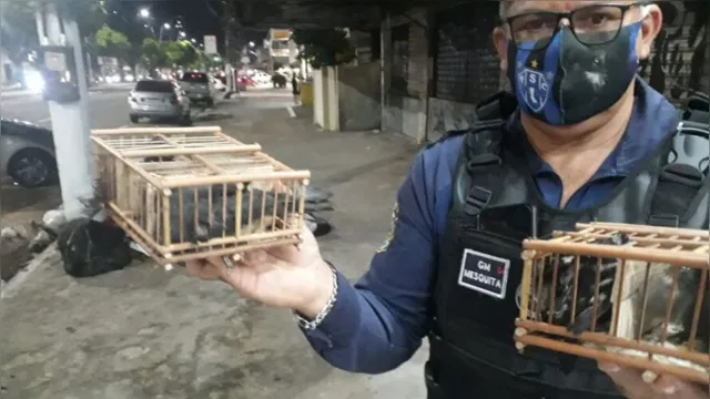 Imagem ilustrativa da notícia Vídeo: homem é preso em Belém por posse ilegal de mais de 30 aves silvestres