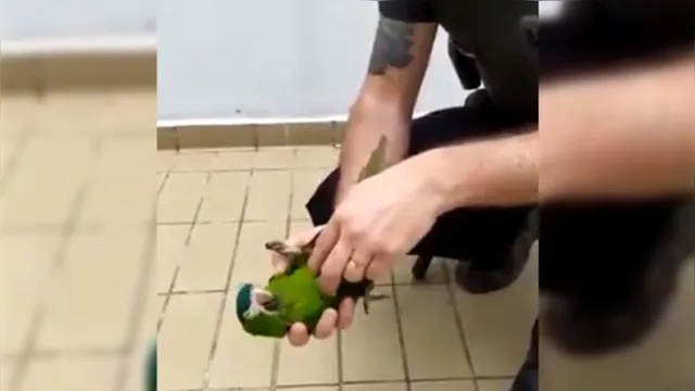 Imagem ilustrativa da notícia Segurança ressuscita papagaio com massagem cardíaca, veja 