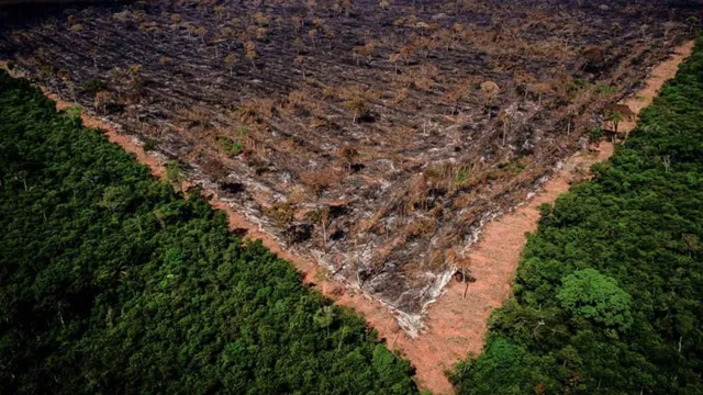 Imagem ilustrativa da notícia Em um ano, floresta perdeu 653 mil campos de futebol em área desmatada