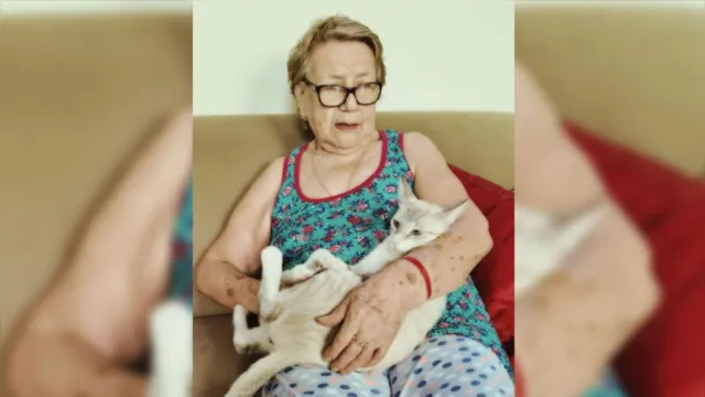 Imagem ilustrativa da notícia Família busca gato de idosa que desapareceu no bairro de Nazaré