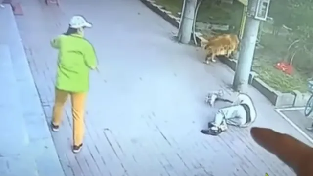 Imagem ilustrativa da notícia Gato cai de prédio, faz idoso desmaiar e é atacado por cão; assista!
