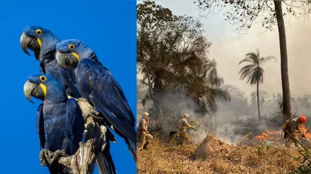 Imagem ilustrativa da notícia Fogo no Pantanal destrói maior refúgio mundial de araras-azuis