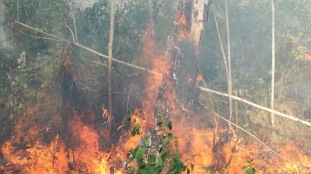 Imagem ilustrativa da notícia Incêndio na terra indígena Alto Rio Guamá segue intenso e continua afetando aldeias 