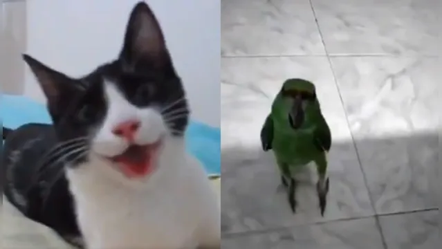 Imagem ilustrativa da notícia Gatinho e papagaio pensam que são cachorros; veja o vídeo