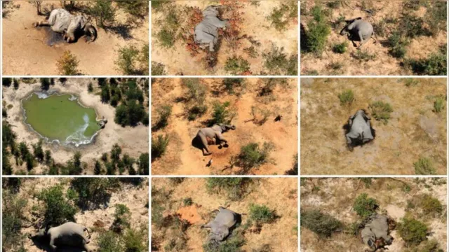 Imagem ilustrativa da notícia Bactéria mata mais de 300 elefantes em Botsuana