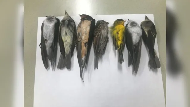 Imagem ilustrativa da notícia 'Tempestade' de pássaros mortos impressiona moradores