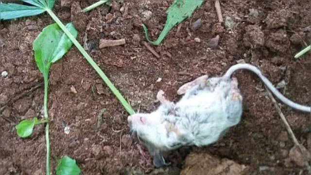 Imagem ilustrativa da notícia Rato fica "doidão" após roer folhas de maconha